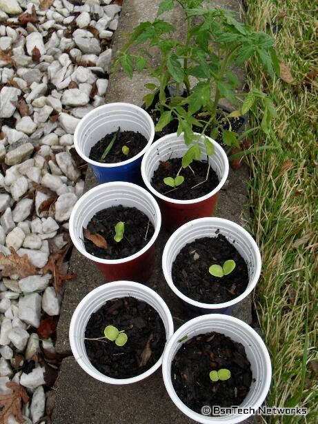 Crimson Sweet Watermleon Seedlings