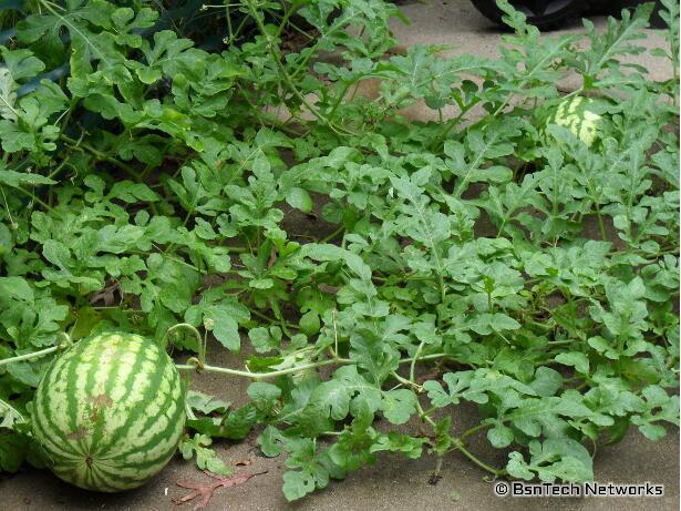 Crimson Sweet Watermelon