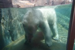 St. Louis Zoo - May 8, 2016
