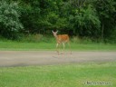 Passing Deer