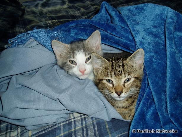 Cats Snuggled Up