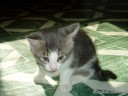 Little Kitten Tom