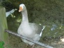 What a Duck!