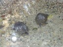 Small Turtles