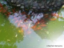 Goldfish Pond