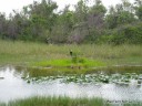 Shark Valley - Everglades