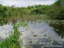 Shark Valley - Everglades