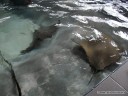 Stingrays at the Florida Oceanographic Center