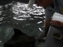 Feeding the Stingrays at Florida Oceanographic Center