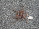 Octopus on Turtle Beach - October 20th, 2011