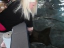 Feeding the Stingrays at Florida Oceanographic Center