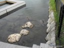 Turtle at the Florida Oceanographic Center