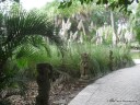 Landscaping at the Ringling Museum