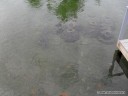 Fish at the Florida Oceanographic Center