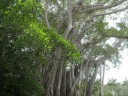 Landscaping at the Ringling Museum