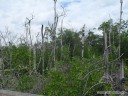 Landscaping at the Florida Oceanographic Center