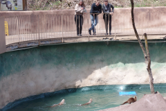 Ober Gatlinburg Wildlife Encounter