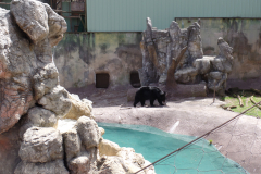 Ober Gatlinburg Wildlife Encounter