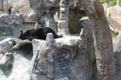 Ober Gatlinburg Wildlife Encounter