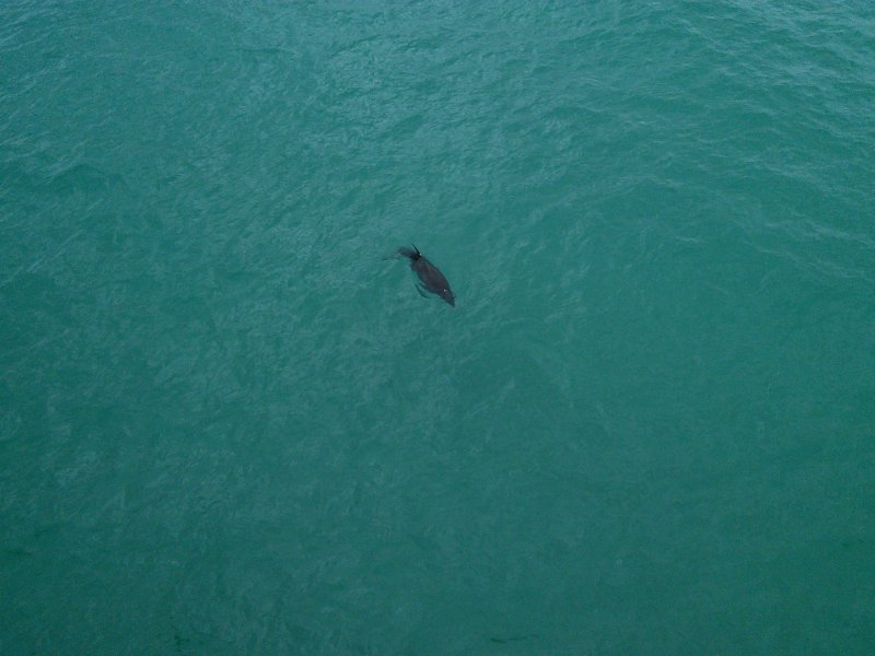 Dolphin at Pensacola Beach