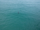Dolphin at Pensacola Beach