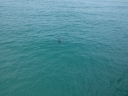 Dolphin at Pensacola Beach