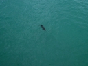 Dolphin at Pensacola Beach