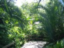 Sarasota Jungle Gardens_1