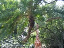 Sarasota Jungle Gardens_1