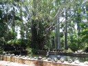 Sarasota Jungle Gardens_3