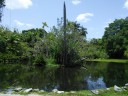 Sarasota Jungle Gardens_5