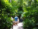 Sarasota Jungle Gardens_5