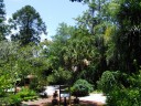 Sarasota Jungle Gardens_6