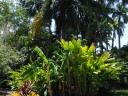 Sarasota Jungle Gardens_7