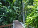 Sarasota Jungle Gardens_8