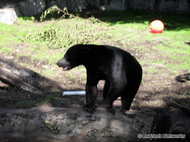 Bear at St. Louis Zoo