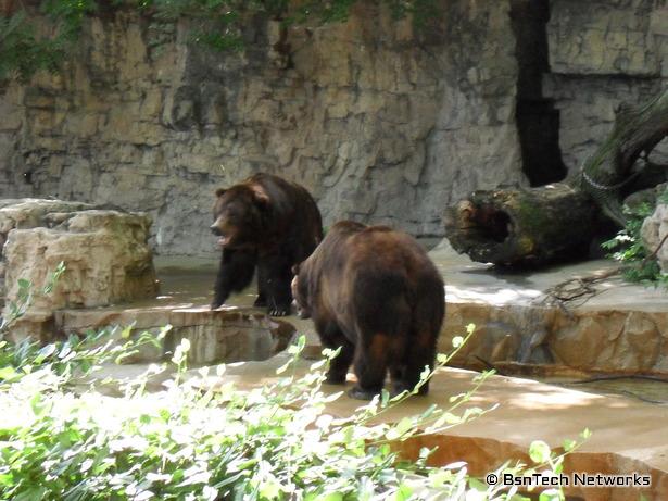 Bear at St. Louis Zoo