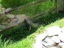 Iguana at Grant's Farm