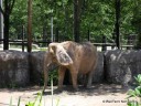 Elephant at Grant's Farm