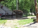 Elephant at Grant's Farm