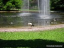 Bird Area/Pond at Grant's Farm