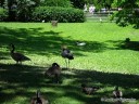 Waterfowl at Grant's Farm