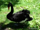 Waterfowl at Grant's Farm