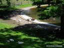 Flamingoes at Grant's Farm