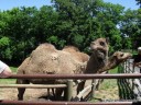 Llamas at Grant's Farm