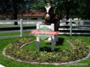 Anheuser Busch Clydesdale Sign
