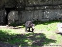 Bear at St. Louis Zoo