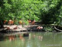 Pink Flamingos at St. Louis Zoo