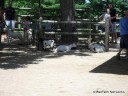 Petting Zoo at Grant's Farm