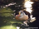 Floating Penguin at St. Louis Zoo